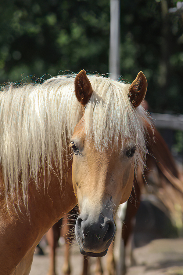 portret-paard-in-de-wei