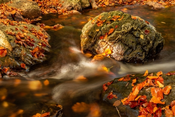 Herfst Fotografiecursus Workshop
