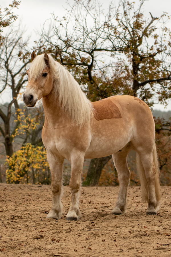 paard-zonder-halster