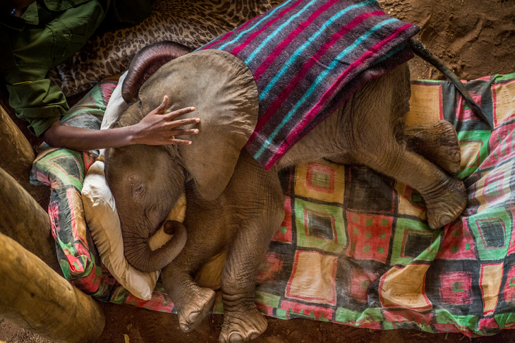 World Press Photo Olifanten opvangcentrum in het noorden van Kenia. © Ami Vitale, for National Geographic