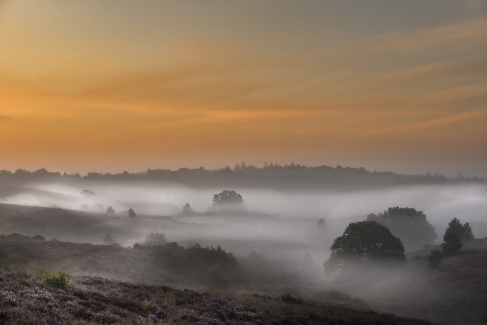 Nr.1 Publieksprijs  Sem Scheerder Heide in de Mist