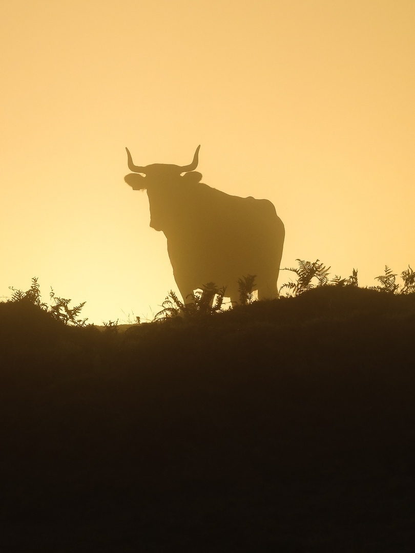 Nr. 3 Vakjuryprijs Lars Henning uit Eindhoven - Stier bij Zonsopkomst