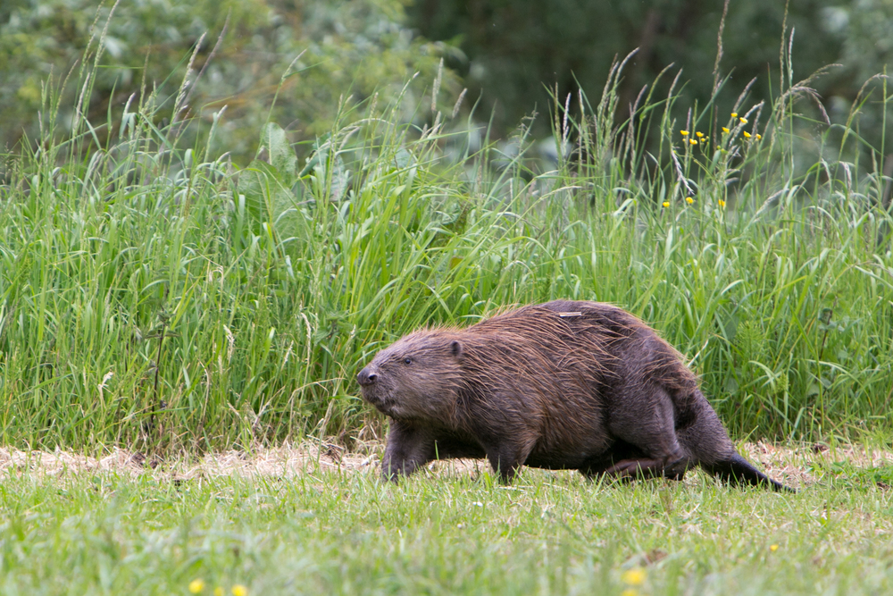 Bever in de Biesbosch