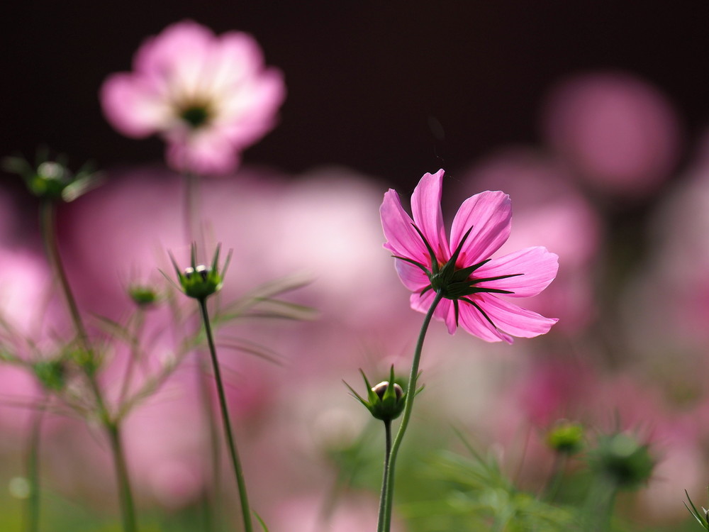 Bloemen-bOKEH