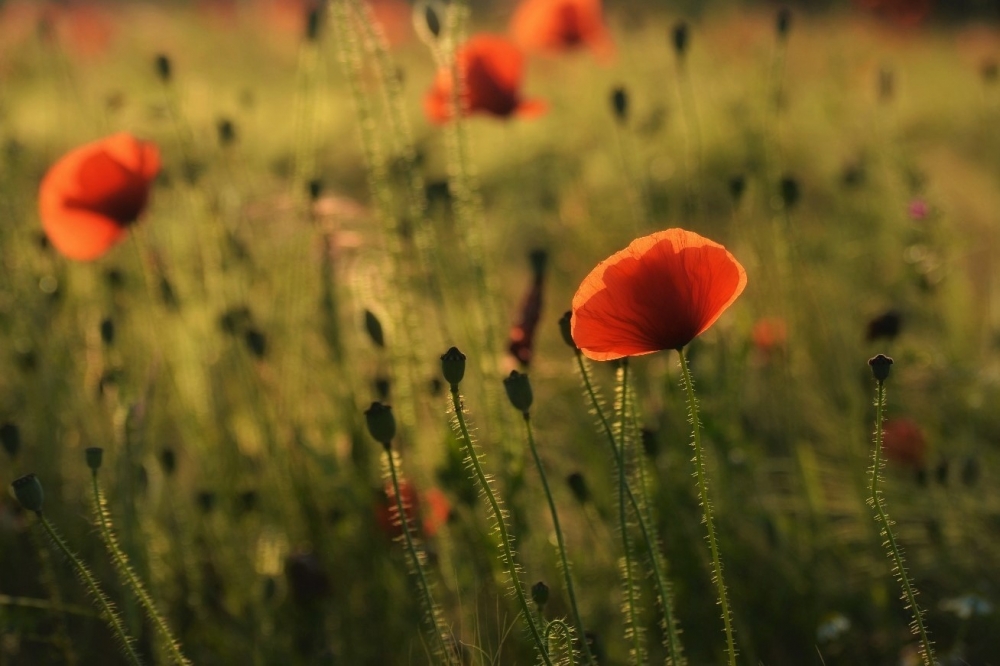 Spelen-met-licht-bij natuurfotografie