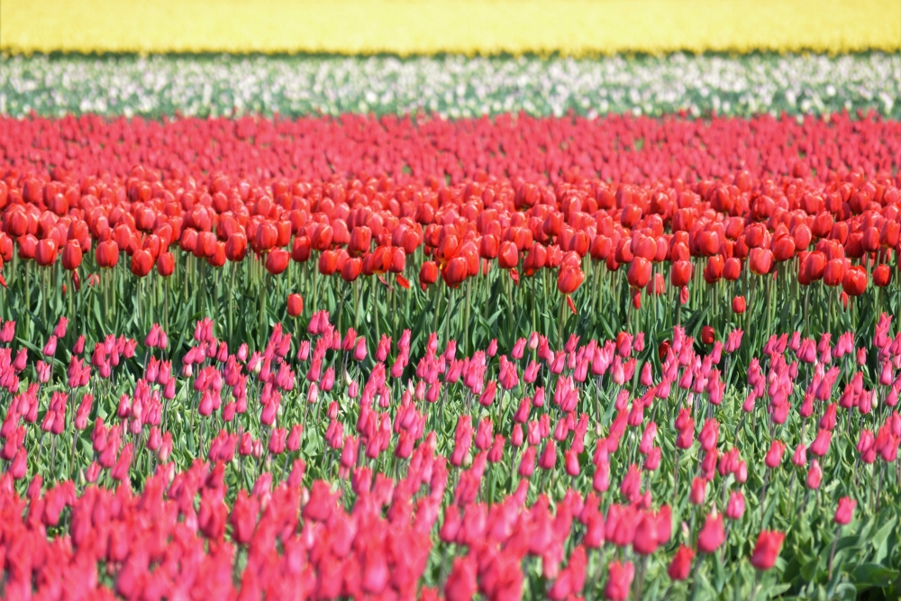 Bloemen-in-bollenvelden- fotograferen