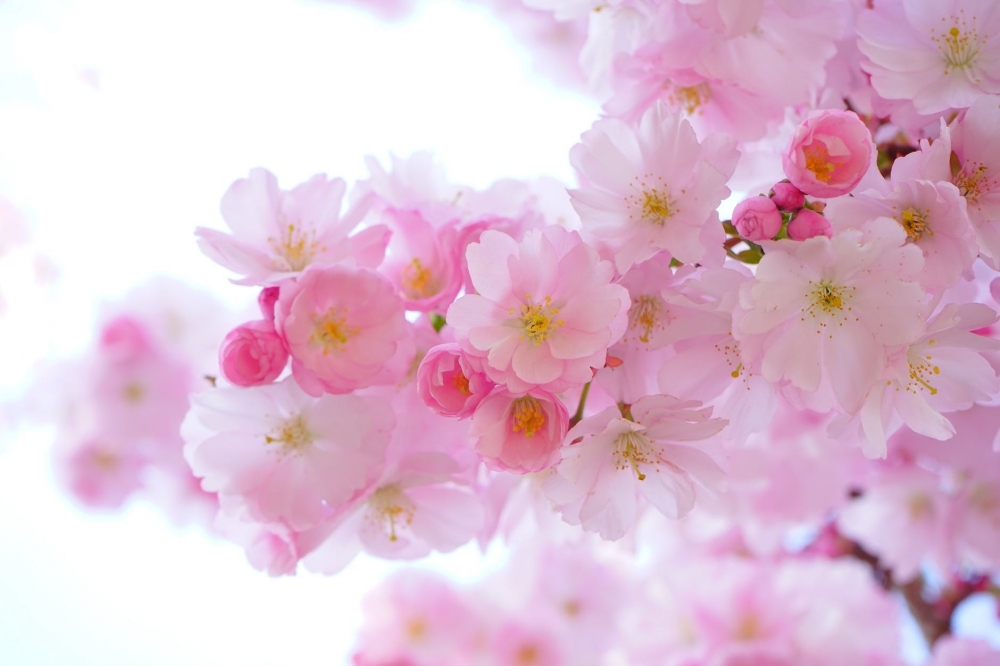 Bloemen-fotograferen-met-kleine scherptediepte.