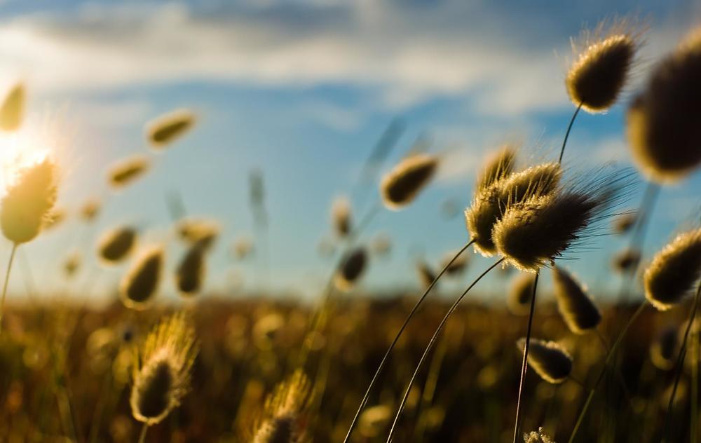 Bokeh-Landschap