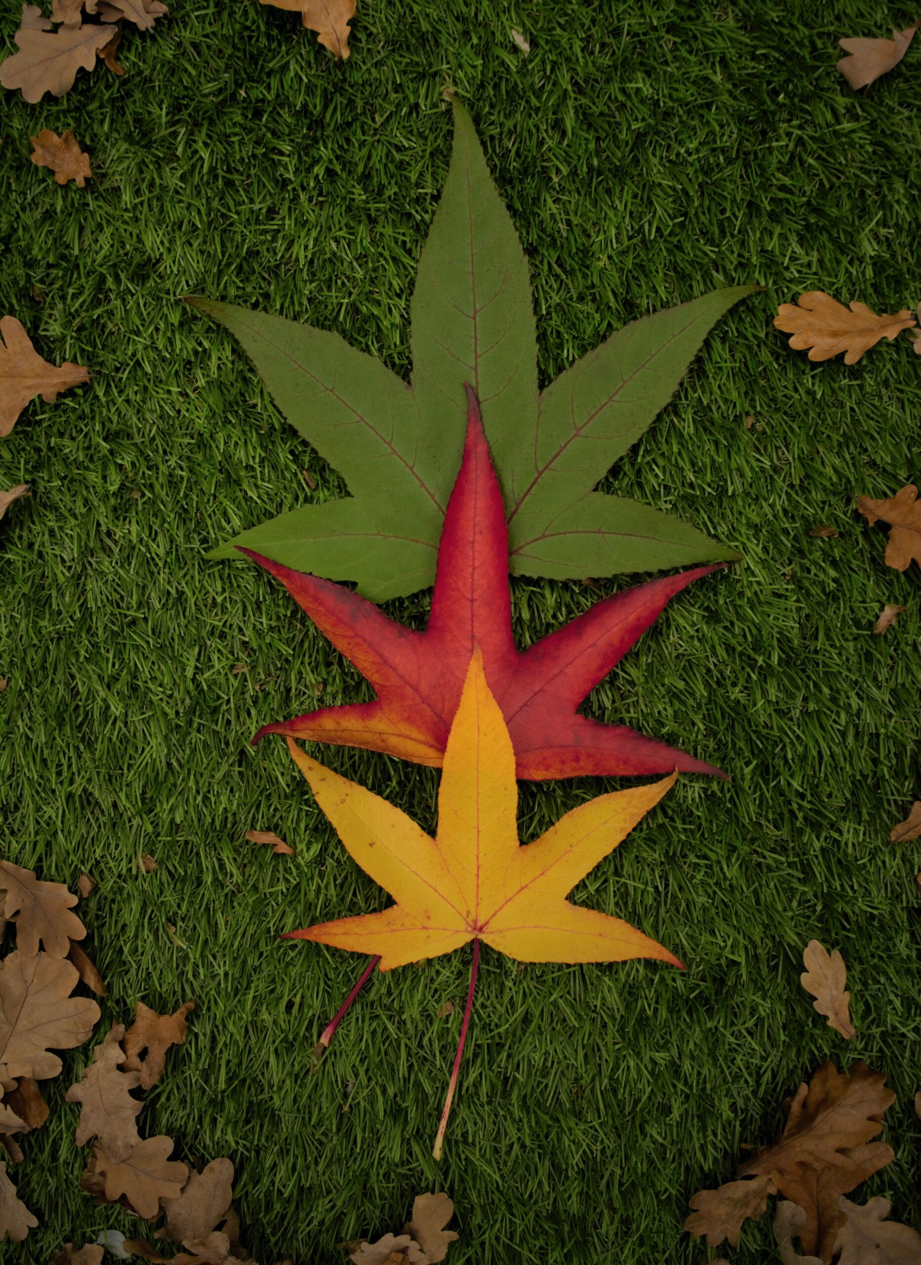 Compositie herfstbladeren (eigen foto)