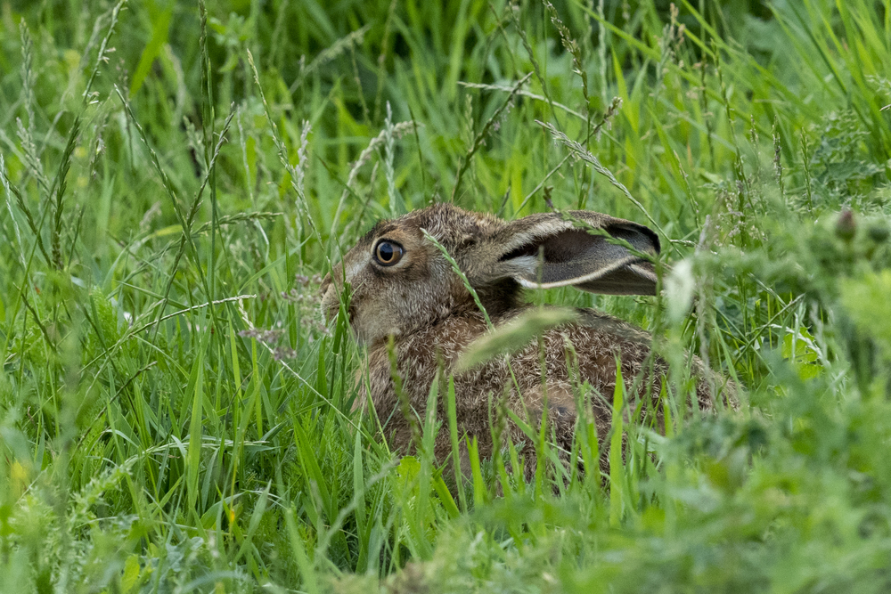 Eye-AF Sony a9 Mark II