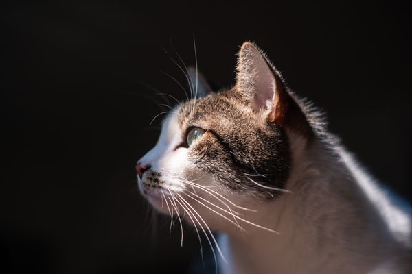 Fotografeer je kat met het aanwezige licht