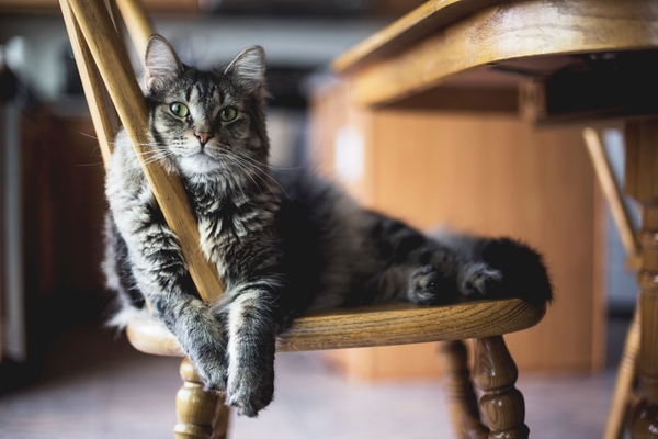 Fotografeer je kat op een stoel