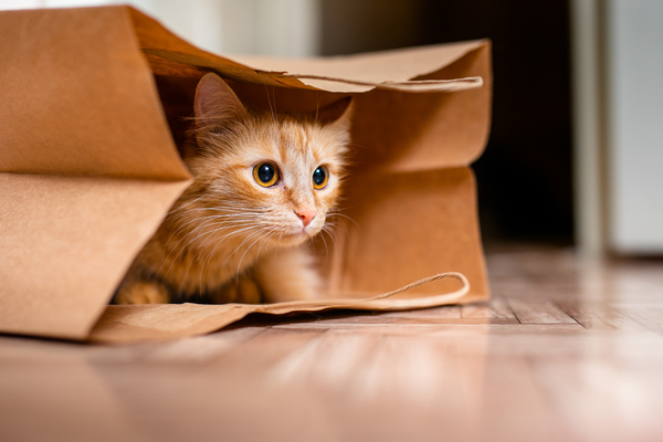 Fotografeer je kat vanuit een papieren tas