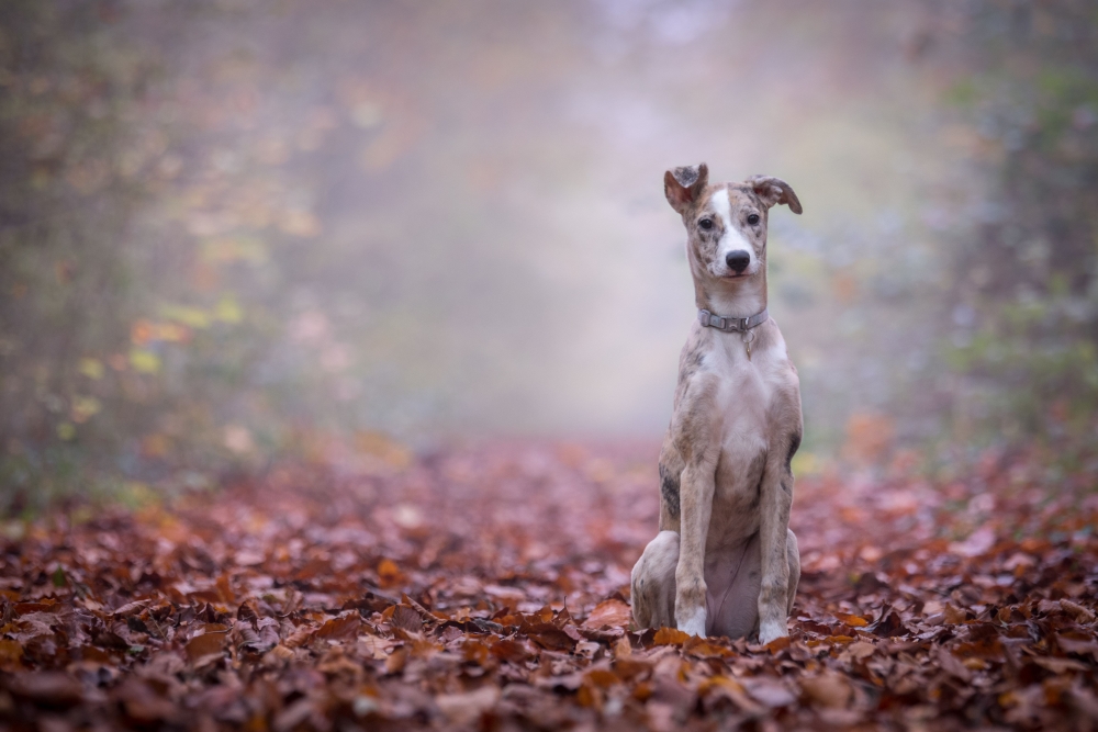 Hondenfotografie-tips