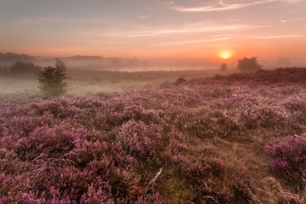 Workshop Bloeiende Heide
