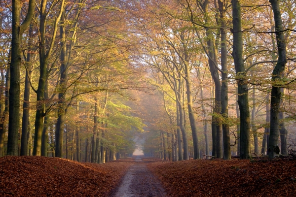 Herfstkleuren