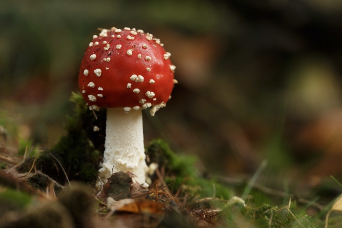 Close up rode paddenstoel met witte stippen