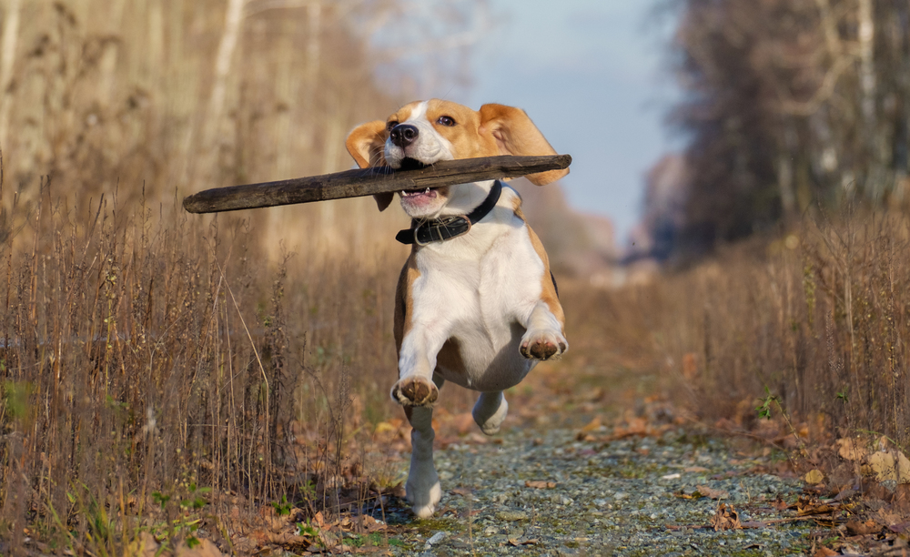 Hondenfotografie - Hond met stok