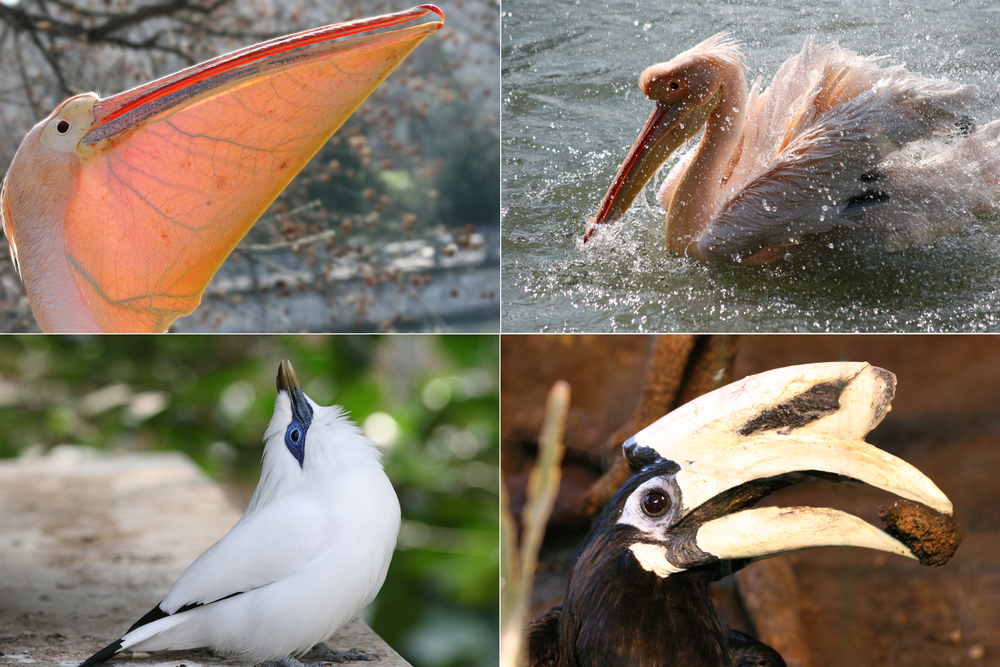 20 Tips voor vogelfotografie! Zelfs vogels in een dierentuin doen soms hele verrassende en fotogenieke dingen!