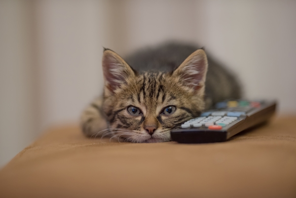 Katten Fotografie in de woonkamer met afstandsbediening