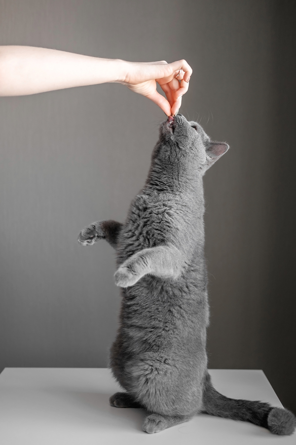 Kattenfotografie - Geef de kat wat lekkers