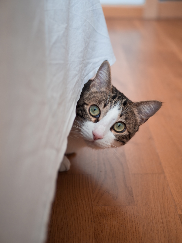 Kattenfotografie - Kat onder het bed