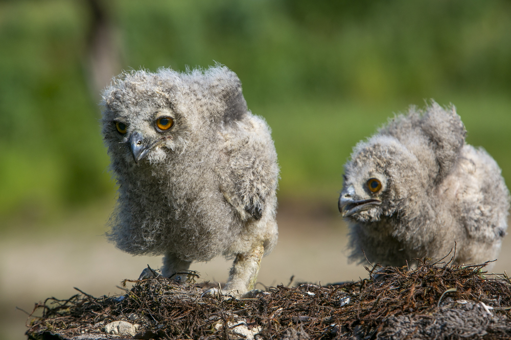 Aan deze foto zie je wel dat je echt dichtbij zit, het grote voordeel van een vogelhut!