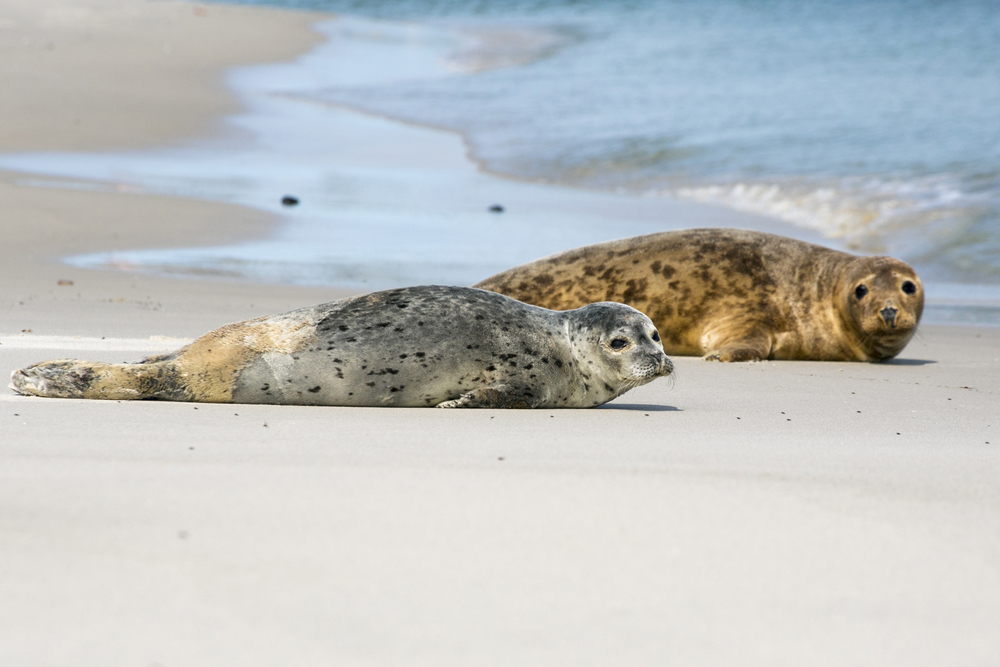 Zeehonden in Helgoland-Düne  (Duitsland)