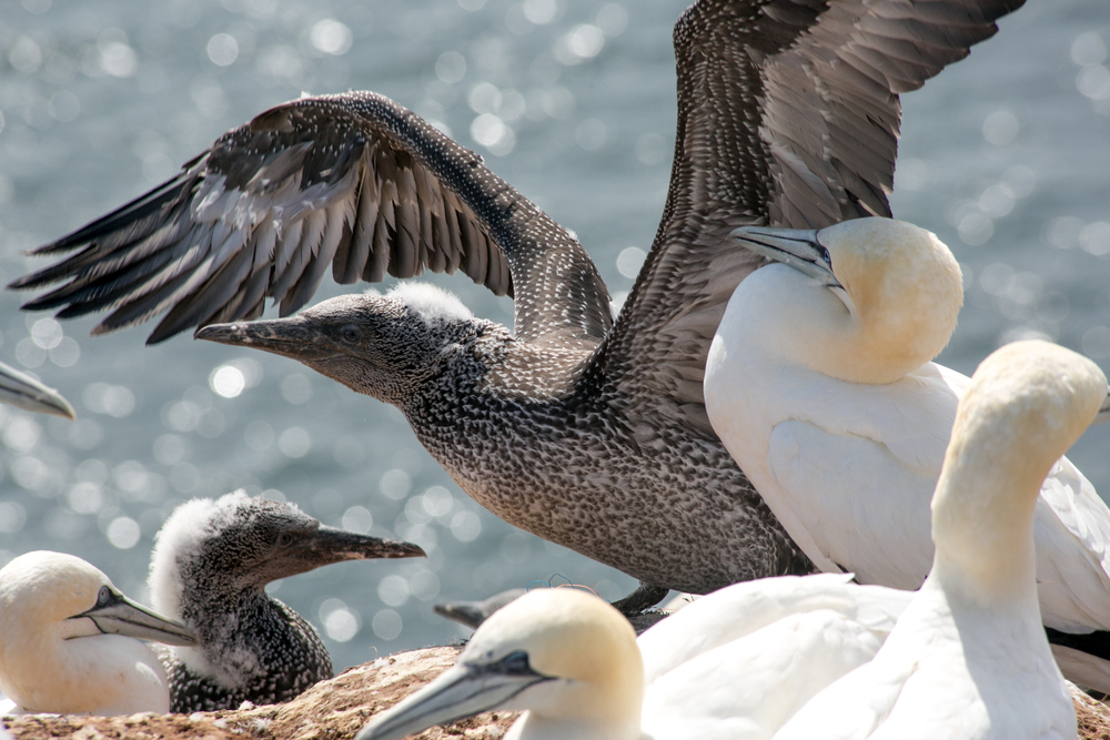 De jongen van de Jan-van-Genten op Helgoland zijn al druk vliegoefeningen aan het doen