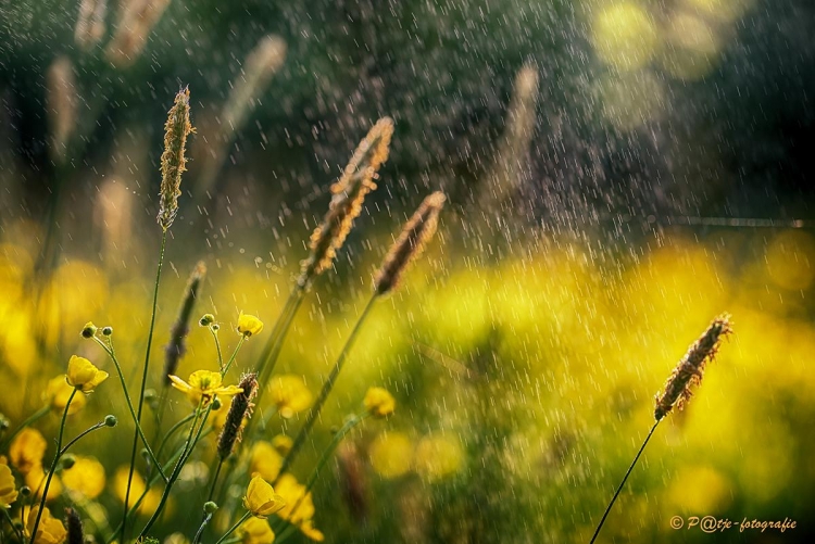 Een fraaie macro qua licht met een eigen effect  gefotografeerd door Patrick van Wolferen