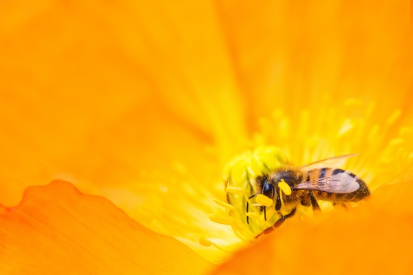 Natuurfotografie-met-bloemen