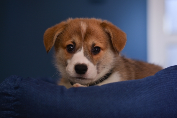 Puppyfotografie-portret