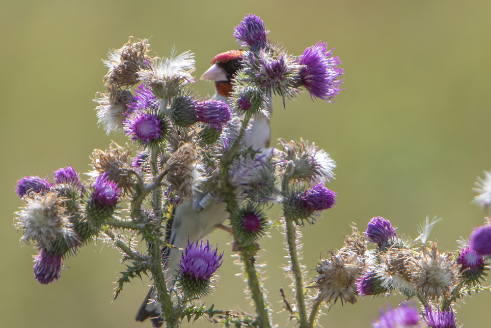 Dit puttertje was zo druk met zijn distel bezig dat hij me niet eens opmerkte