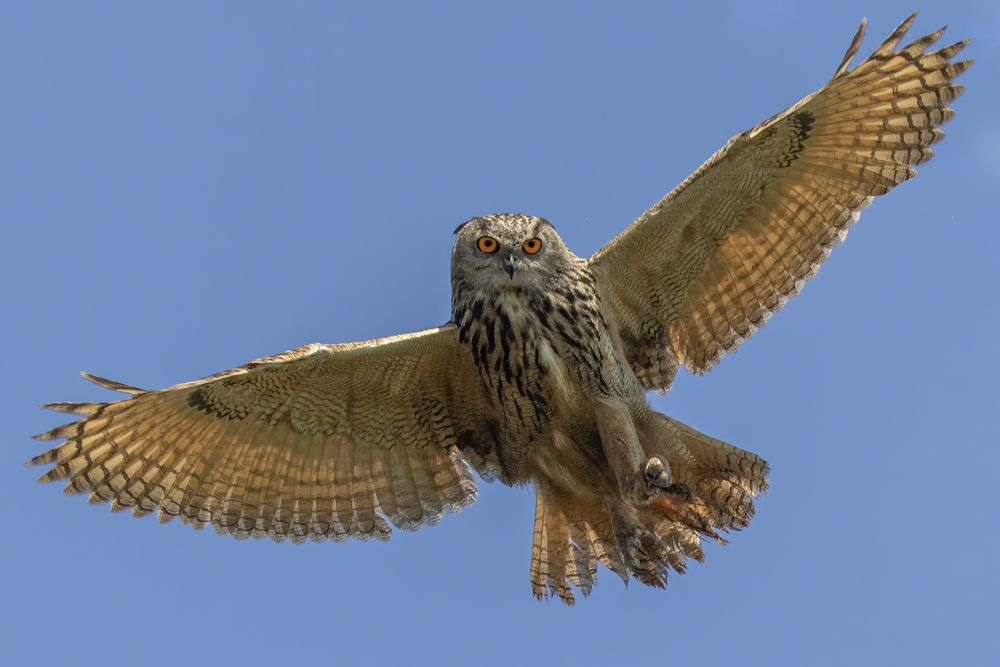 Bij deze vluchtfoto met enorm hoge iso-waardes heb ik de ruis er in de nabewerking goed uitgekregen