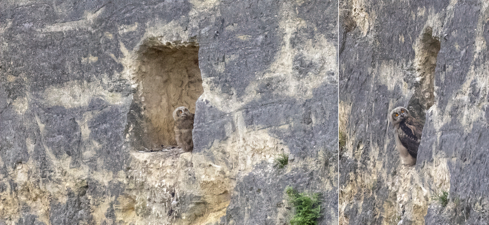 Bij deze foto's van oehoe-kuikens in de ENCI-groeve was het onmogelijk om niet enorm te croppen