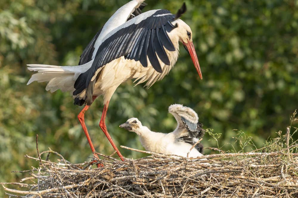 Fotografie: Michelle Peeters Sony a9 MarkII en FE 400mm f2.8 GM OSS