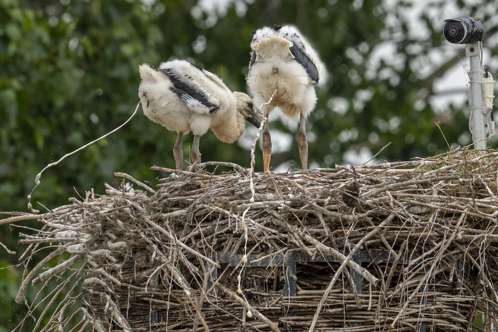 Fotografie: Michelle Peeters - Vogels Poepen ;-)