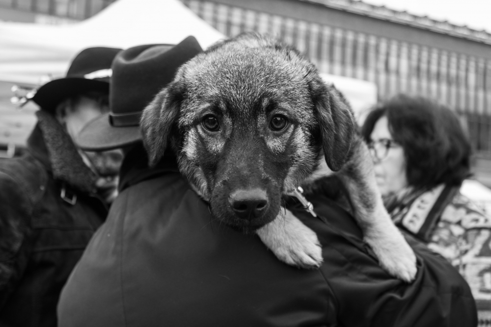 Straatfotografie-honden