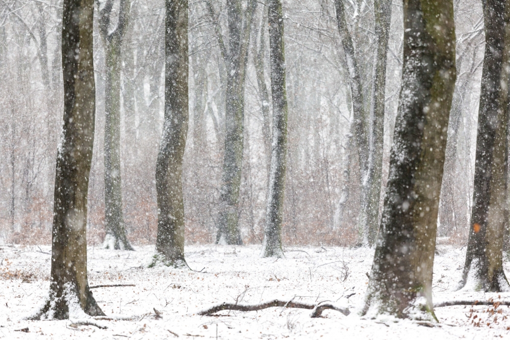 De sneeuw voegt iets toe aan dit tafereel. Dankzij de telezoomlens druk je het beeld samen. De sneeuw voegt iets toe aan dit tafereel. Dankzij de telezoomlens druk je het beeld samen.