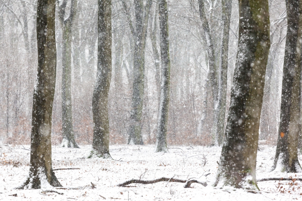 De sneeuw voegt iets toe aan dit tafereel. Dankzij de telezoomlens druk je het beeld samen.