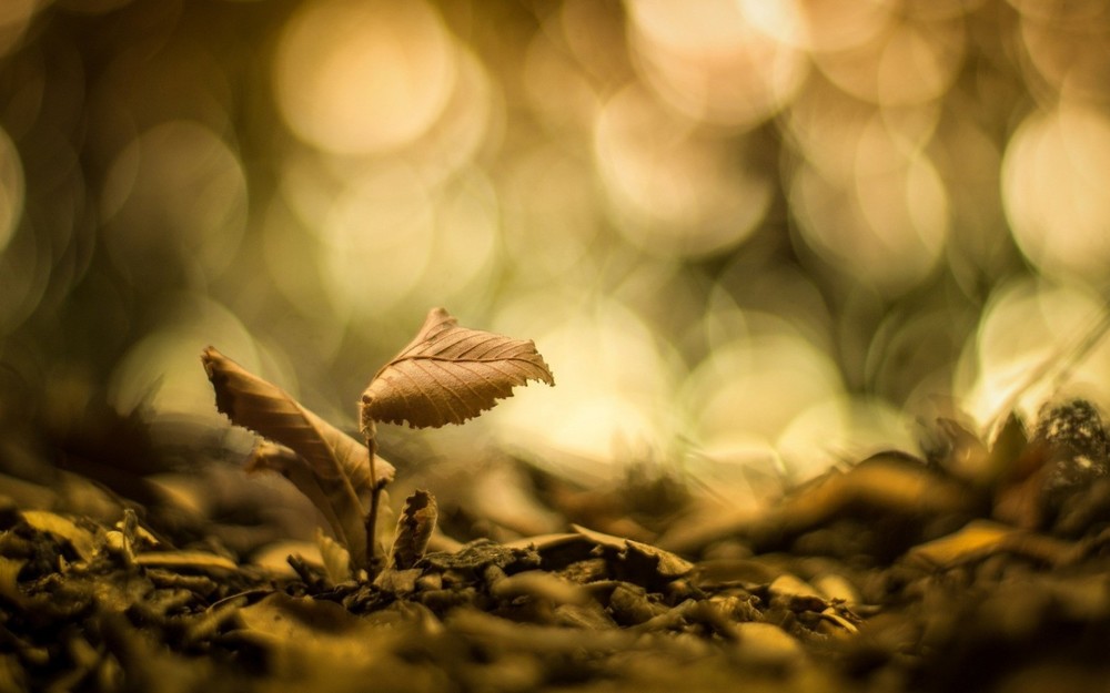 bokeh-herfst