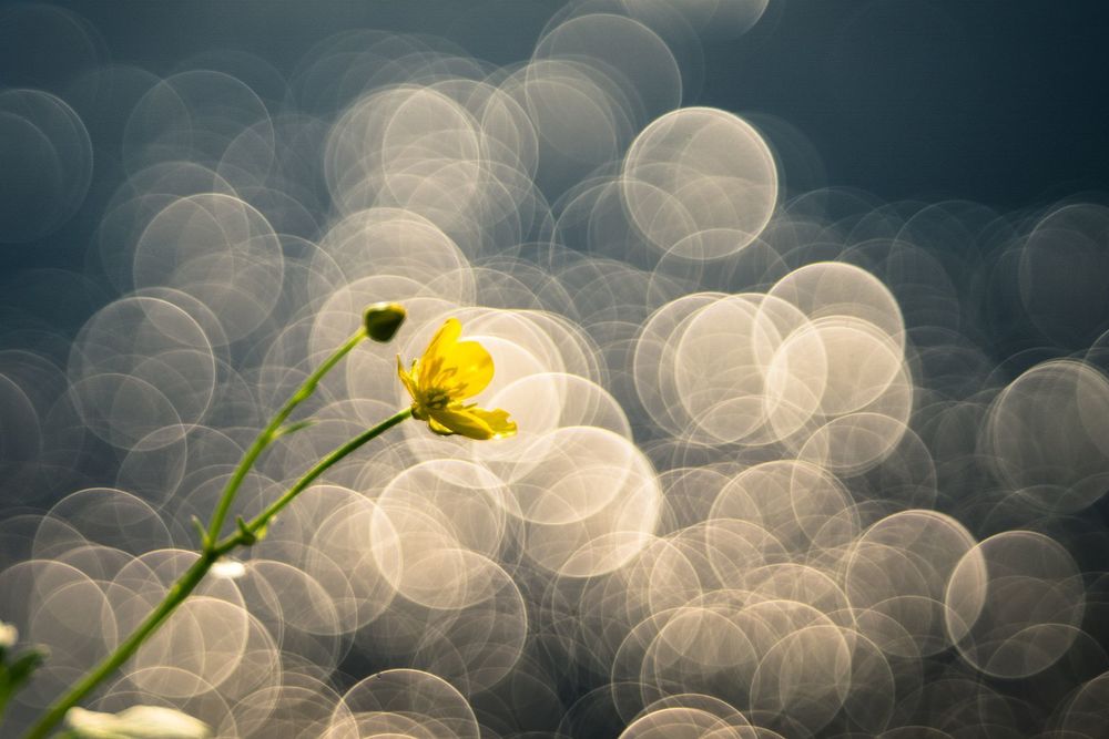 Bokeh-gele-bloem