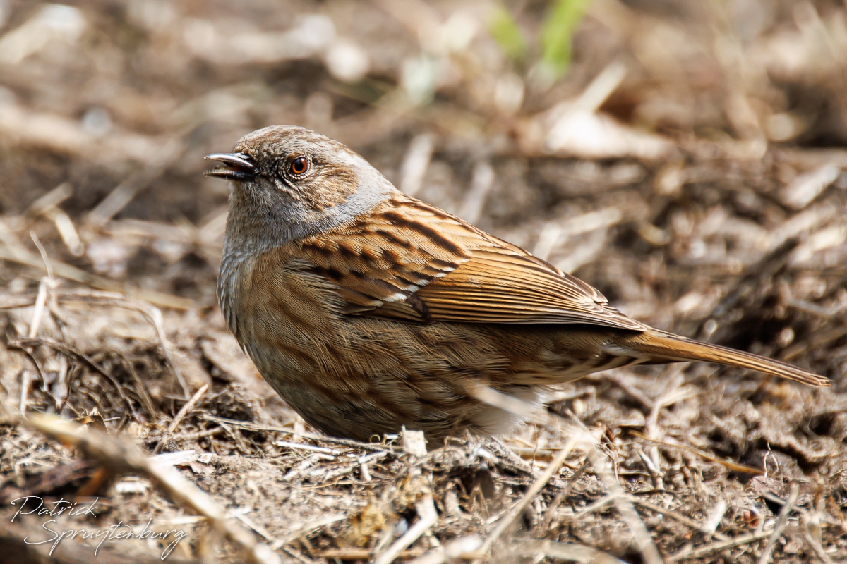 heggenmus