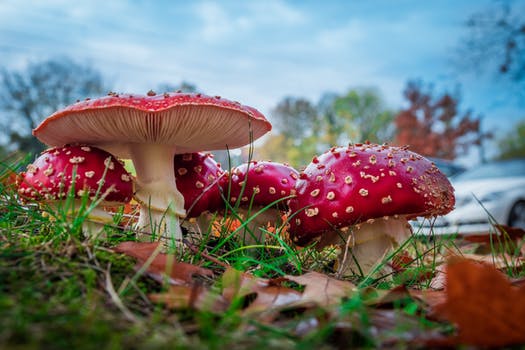 koning-van-de-herfst (pexels)