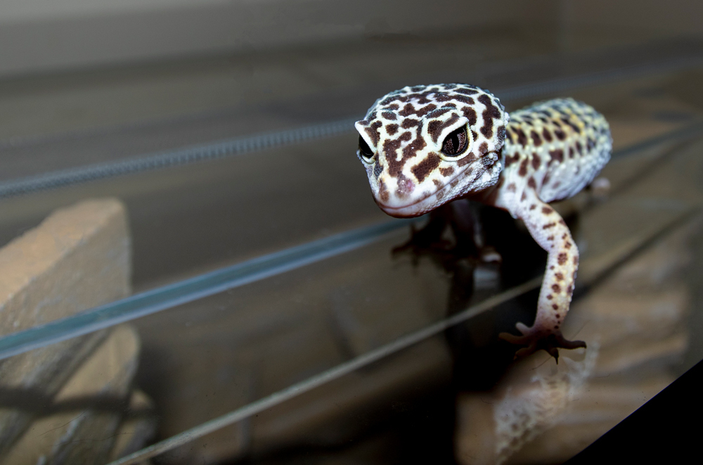 Een reptiel in een terrarium of buiten een terrarium fotograferen