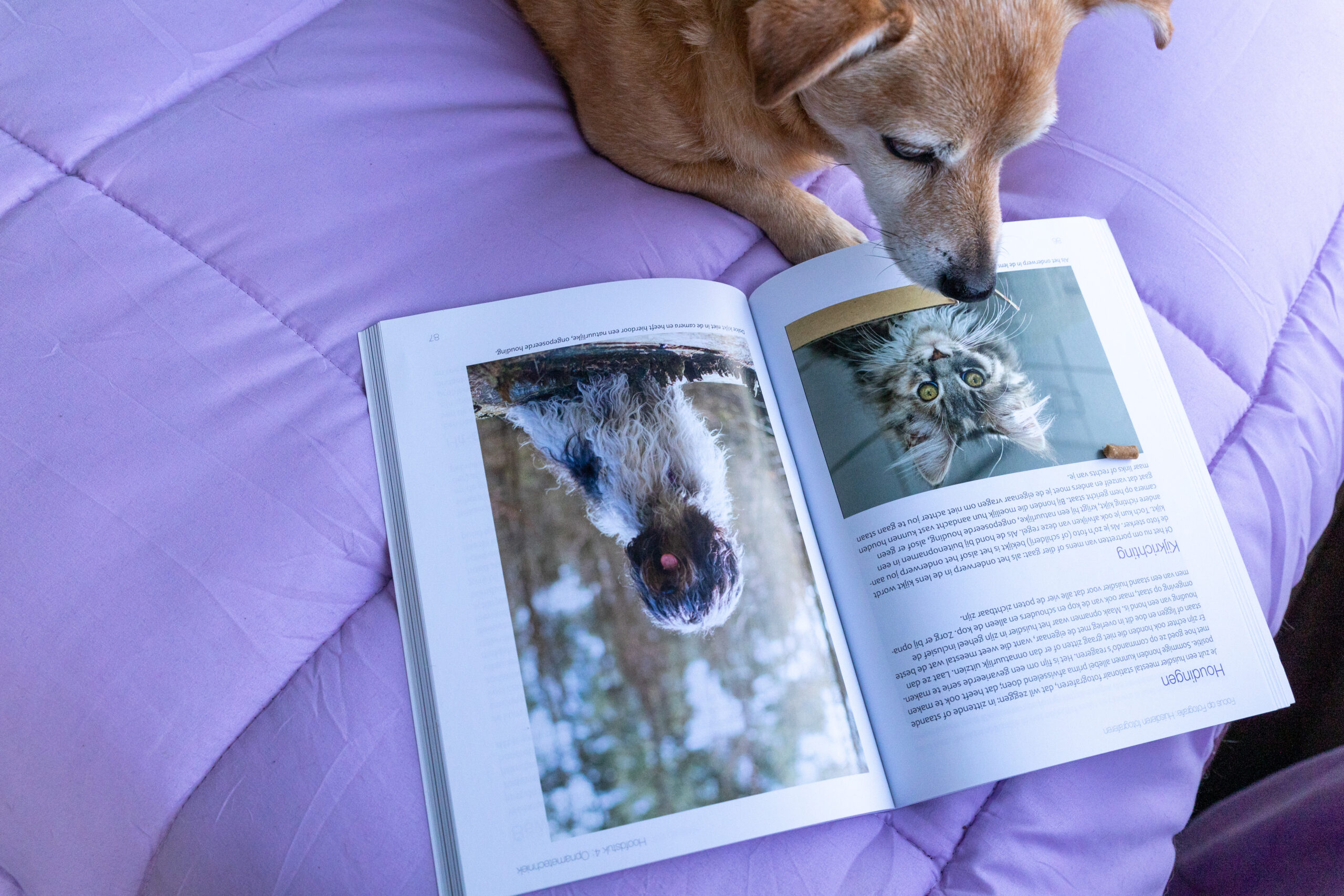 Lily 'leest' het boek Snoepjes doen wonderen om een dier daar te krijgen waar je wilt