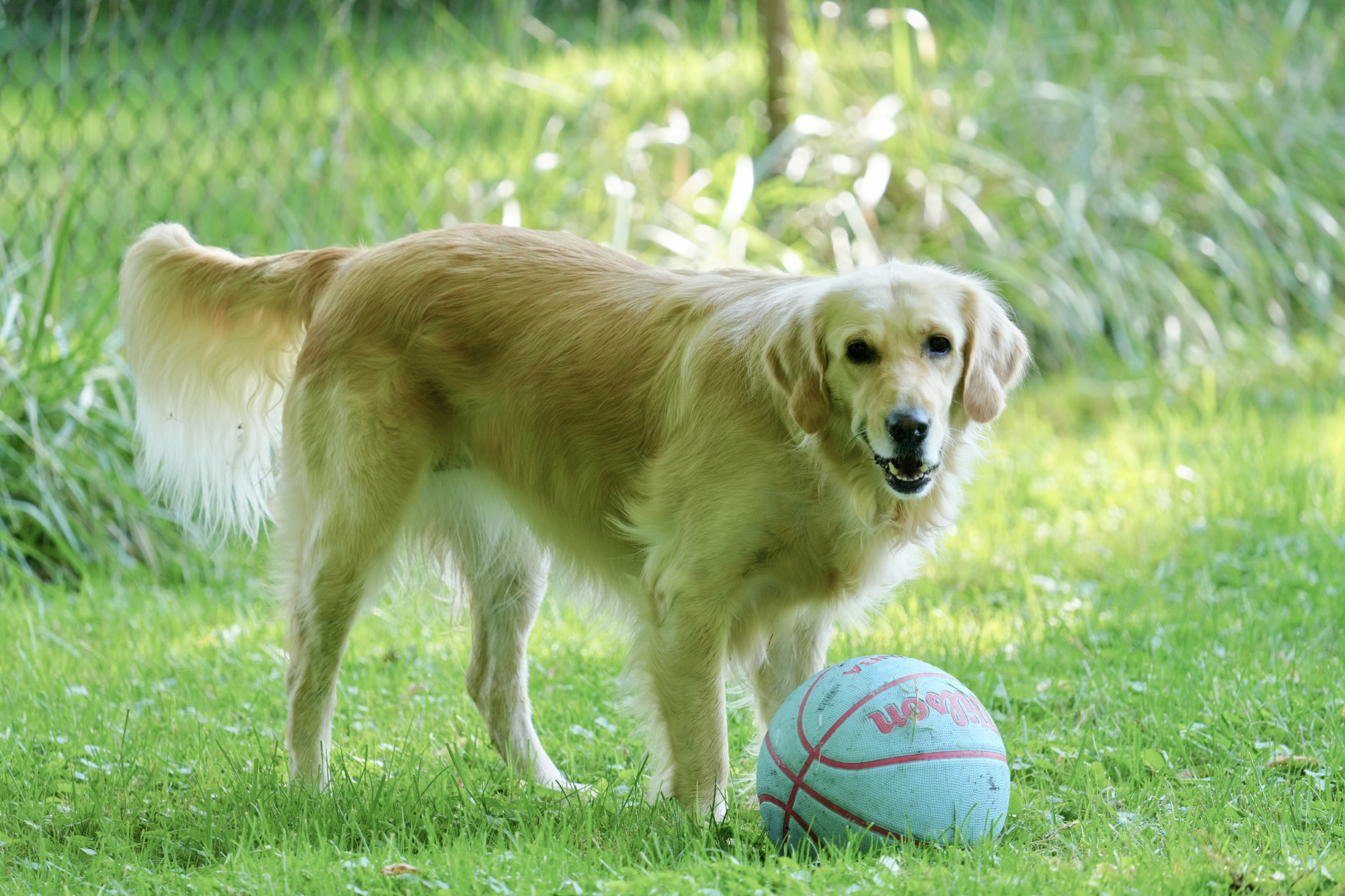 Topaz-Photo-AI-2-kleurbalans-color-balance-1-DEMO