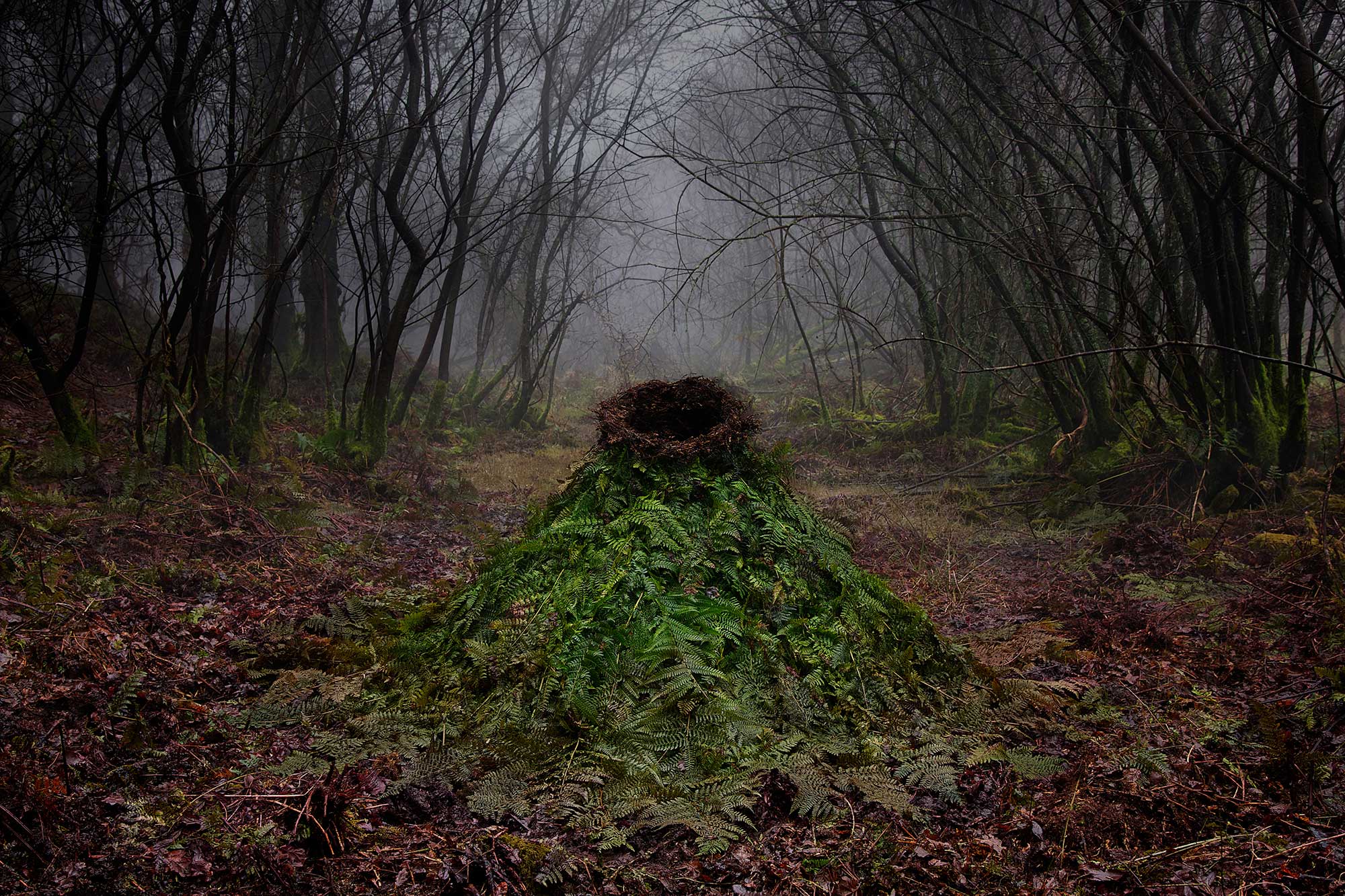 Ellie Davies - Another Green World 2, 2013