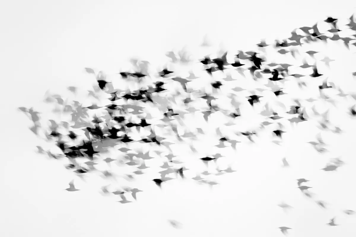Creatieve meervoudige belichting van een vlucht regenwulpen tijdens de vogeltrek