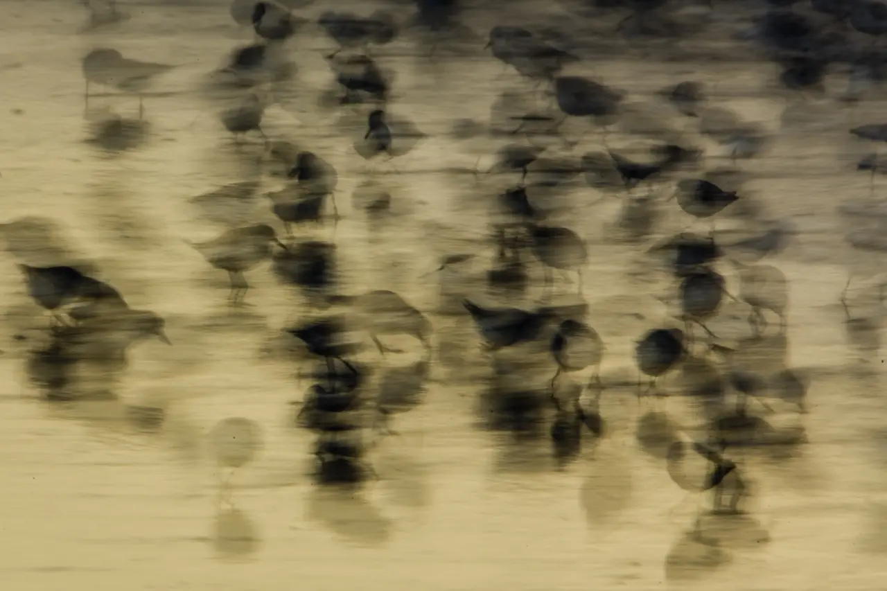 Drieteenstrandloper impressionistisch en abstract